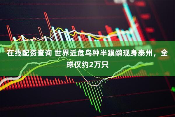 在线配资查询 世界近危鸟种半蹼鹬现身泰州，全球仅约2万只