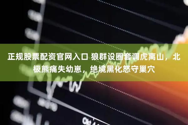 正规股票配资官网入口 狼群设圈套调虎离山，北极熊痛失幼崽，绝境黑化怒守巢穴