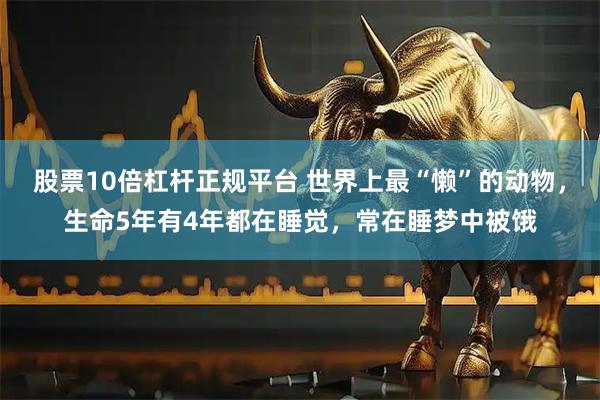 股票10倍杠杆正规平台 世界上最“懒”的动物，生命5年有4年都在睡觉，常在睡梦中被饿